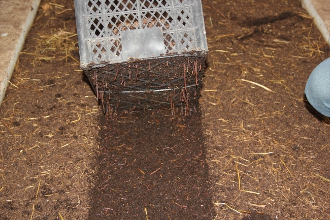 Hobi amaçlı başladığı solucan gübresi üretimi gelir kapısı oldu
